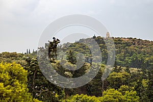 Group of pigeons on big green pine tree branches