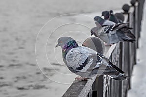 Group of pigeons birds with rainbow necks sits on a metal fence in winter on a gray background