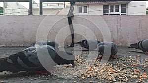 Group of pigeons eating corn