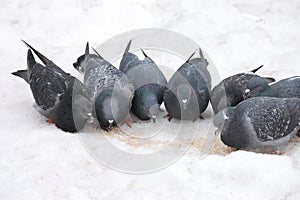 Group of pigeons eats