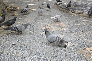 A group of pigeons is feeding on the ground