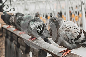 Group of pigeons on a fence in the city close up