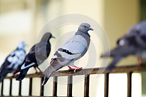 Group of pigeons on a fence in Crete