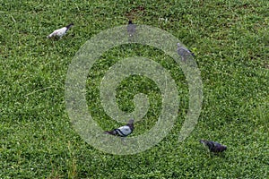 Group of pigeons on the grass photo