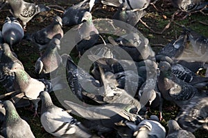 Group of pigeons on ground, some of them blurry to emphasise chaotic movement