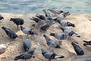 A Group of Pigeons.hungry feral pigeons eating on park .
