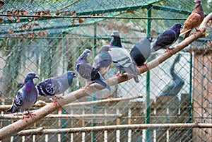 Group of pigeons lined up on a stick