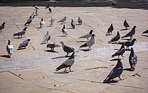 A group of pigeons in the main square of the city