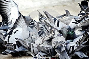 A Group of Pigeons in my ground