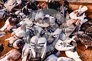 Group of pigeons pecking the ground unruly