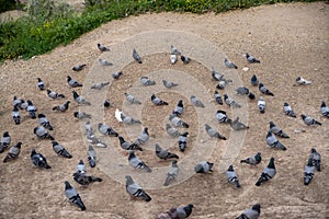 Group of pigeons in shades of grey and white standing and walking on soil ground floor, pigeon valley