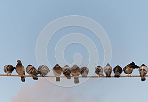 Group of pigeons sit on a wire