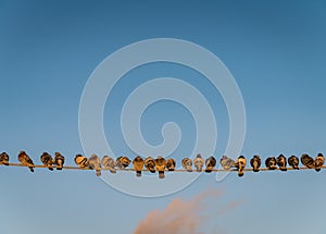 Group of pigeons sit on a wire