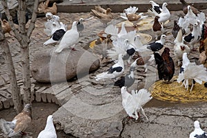 Group of pigeons on streets of Kashgar Old City, China