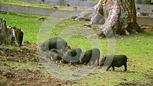 Group of piglets on a green grass lawn. They play, funny, cute pig. Digging ground. Concept of bio, animal health, friendship, lov