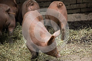 A group of piglets on a piggery