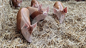 A group of piglets walking around their straw barn
