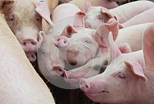 Group of pigs in farm yard. Livestock breeding.