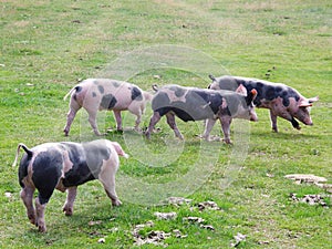 Group of pigs grazing in mountain meadows