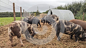 A group of Pigs looking for food in their pen