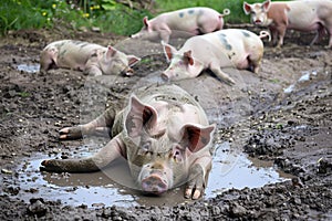 group of pigs lying in a mud bath