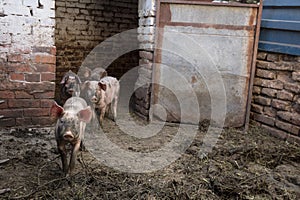 Group of pigs and piglets in a mud, in a farm courtyard, curious and running towards the camera with their noses called pig snouts