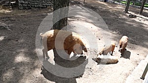 Group of Pigs in Zoo Enclosure
