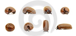 Group of pill millipede wormOniscomorpha isolated on a white background. Glomerida. Insect. Animal