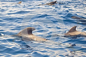 Group of pilot whales