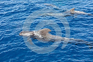 Group of pilot whales in atlantic ocean  tenerife canary islands whale