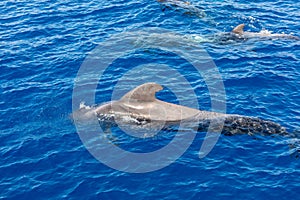 Group of pilot whales in atlantic ocean  tenerife canary islands whale