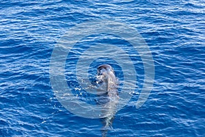 Group of pilot whales in atlantic ocean  tenerife canary islands whale