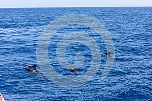 Group of pilot whales in atlantic ocean  tenerife canary islands whale