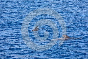 Group of pilot whales in atlantic ocean  tenerife canary islands whale