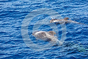 Group of pilot whales in atlantic ocean  tenerife canary islands whale