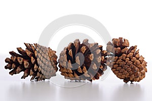 A group of pine comes in white background