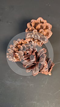 Group of Pine cones isolated in black close up