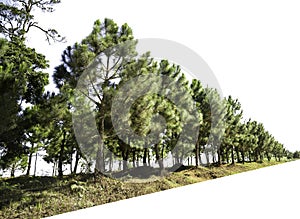 Group of Pine trees forest isolated on white background.