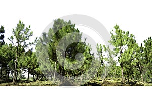 Group of Pine trees forest isolated on white background.