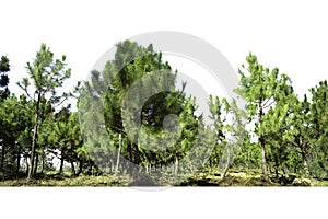 Group of Pine trees forest isolated on white background