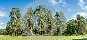 Group of pines among a large glade in the park