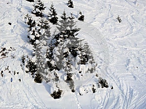 Group of pines on snowy track.