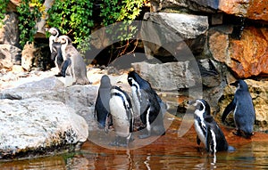 Group of Pinguins photo