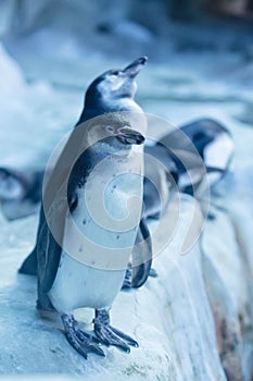 Group of pinguins in Russia, Moscow Zoo