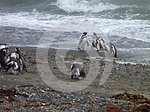 Group of pinguins on a shore in seno otway reservation in chile