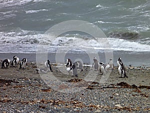 Group of pinguins on a shore in seno otway reservation in chile