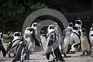 A group of pinguins in the zoo photo