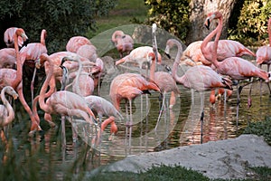 Group of pink american flamingos in the water