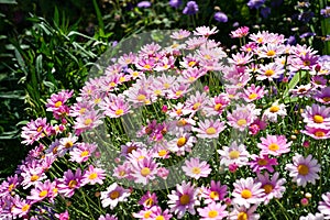 Group of pink anthems blooming in June.