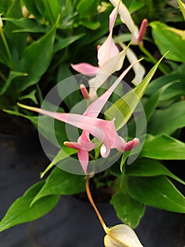 A group of pink Anthurium flowers. Un grupo de flores Anturiana rosadas photo